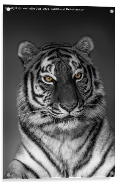 Tiger Profile  Acrylic by rawshutterbug 