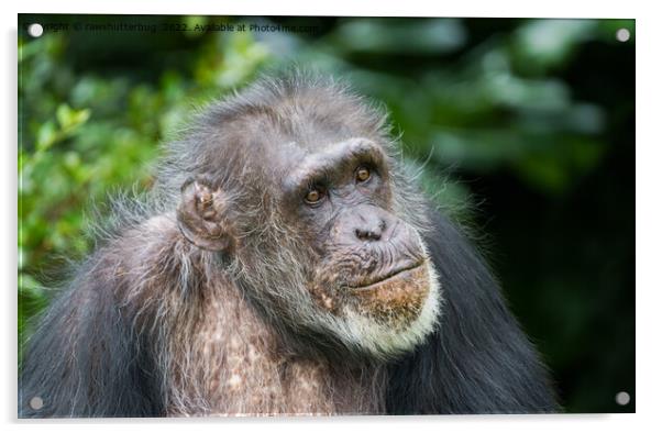 Chimpanzee Acrylic by rawshutterbug 