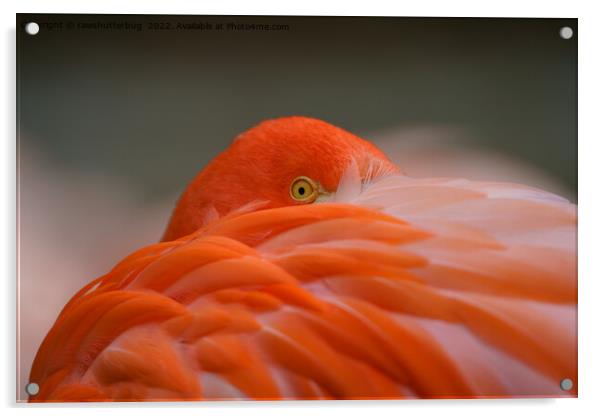 Peeking Flamingo Acrylic by rawshutterbug 