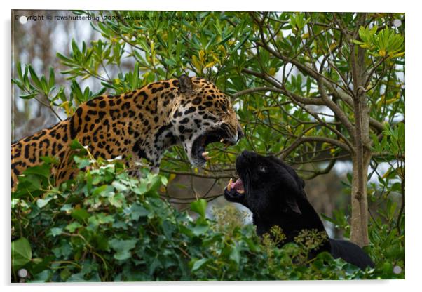 Jaguar Catfight Acrylic by rawshutterbug 