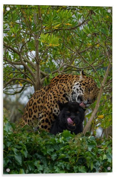Jaguars In Love Acrylic by rawshutterbug 