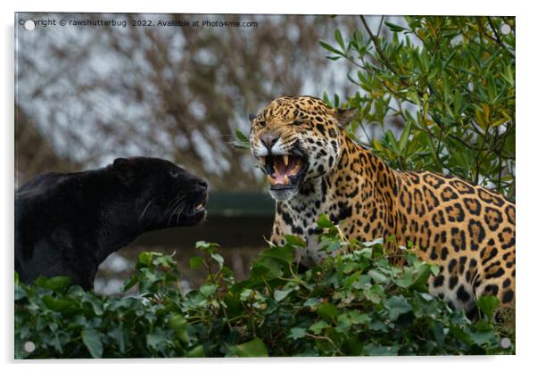 Jaguar Growl Acrylic by rawshutterbug 