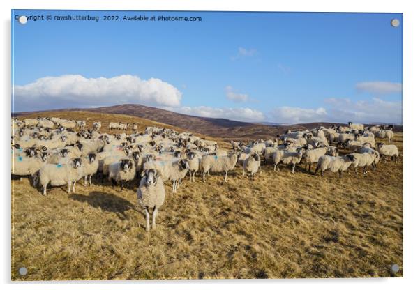 Majestic Scottish Blackface Sheep Herd Grazing in  Acrylic by rawshutterbug 