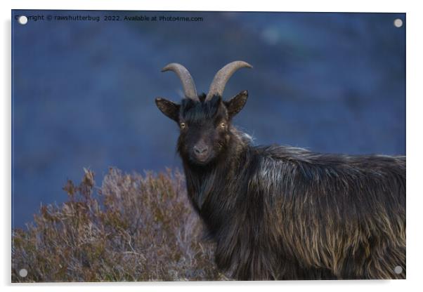 Scottish Wild Goat Acrylic by rawshutterbug 