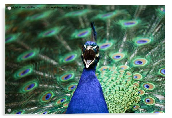 Peacock Mating Call Acrylic by rawshutterbug 