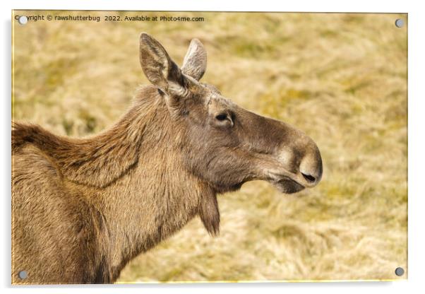 European Moose Acrylic by rawshutterbug 
