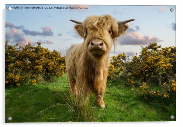 Young Highland Cow Acrylic by rawshutterbug 