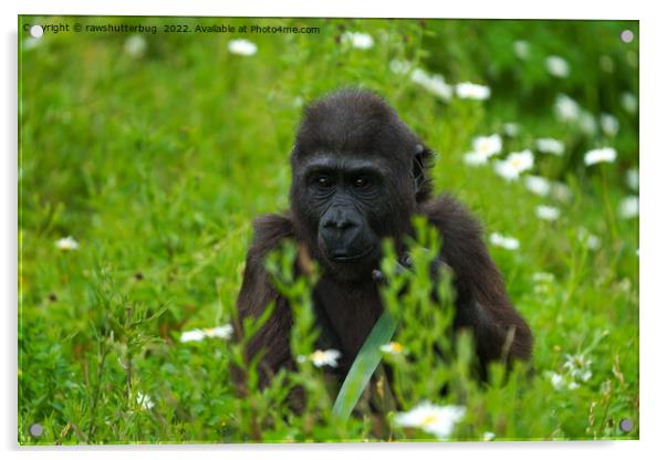 Gorilla Baby Hiding In The Grass Acrylic by rawshutterbug 