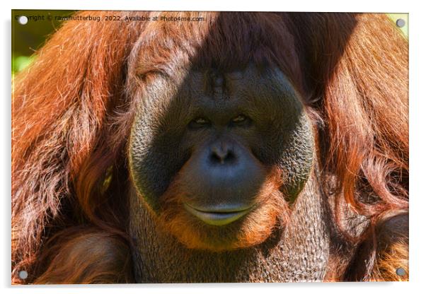 Flanged male orangutan close-up Acrylic by rawshutterbug 