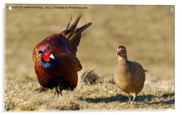 Pheasant Courtship Acrylic by rawshutterbug 