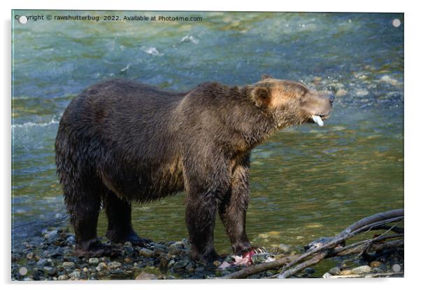 Wild Bear Got His Salmon At Toba Inlet Acrylic by rawshutterbug 
