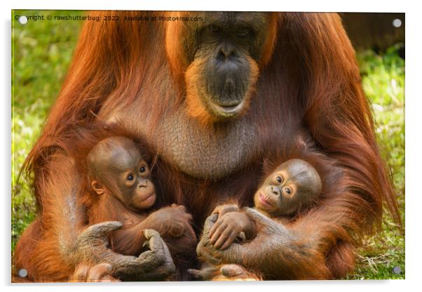 Orangutan Mother Holding Two Babies Acrylic by rawshutterbug 
