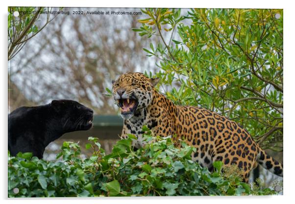 The Fierce and Romantic Jaguar Mating Ritual Acrylic by rawshutterbug 