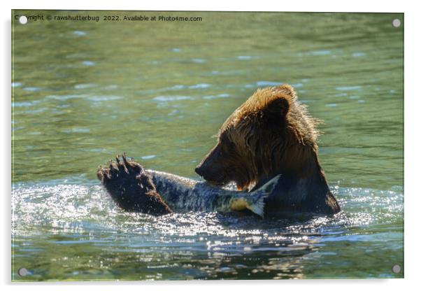 Grizzly Bear Caught A Salmon Acrylic by rawshutterbug 