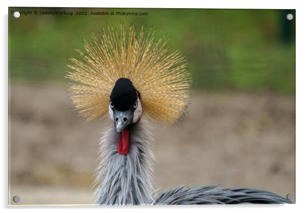 Grey crowned crane Acrylic by rawshutterbug 