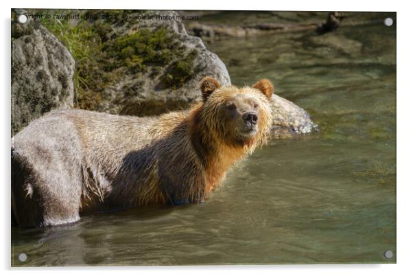 Wild Grizzly Bear At The Orford River Acrylic by rawshutterbug 