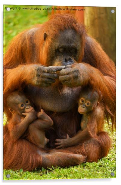 Orangutan Mother and Babies Acrylic by rawshutterbug 