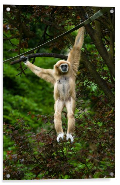 Lar Gibbon Hanging From The Tree Acrylic by rawshutterbug 