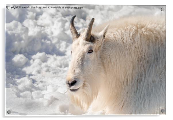 Mountain Goat In The Snow Acrylic by rawshutterbug 