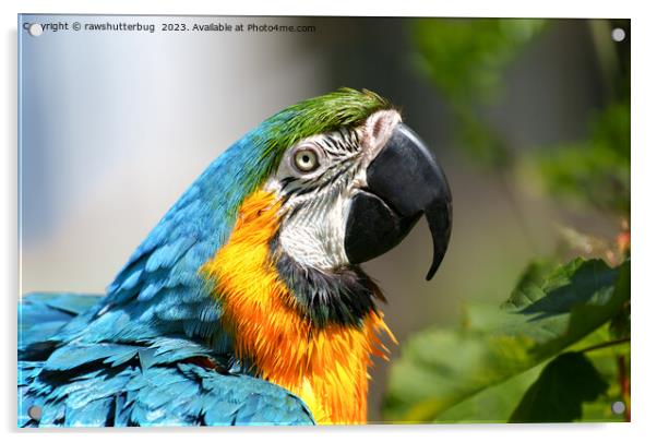 Vibrant Colourful Macaw Acrylic by rawshutterbug 