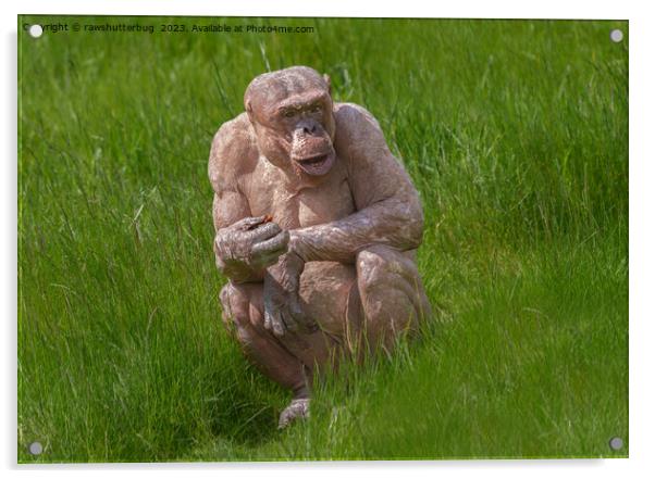 Hairless Chimpanzee Sitting In The Grass Acrylic by rawshutterbug 