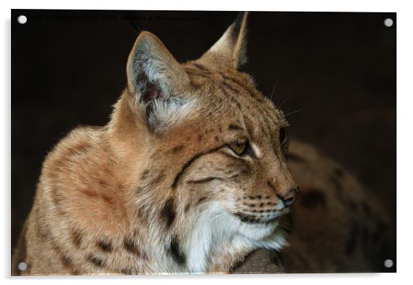  Intense Gaze: Close-up of a Lynx Acrylic by rawshutterbug 
