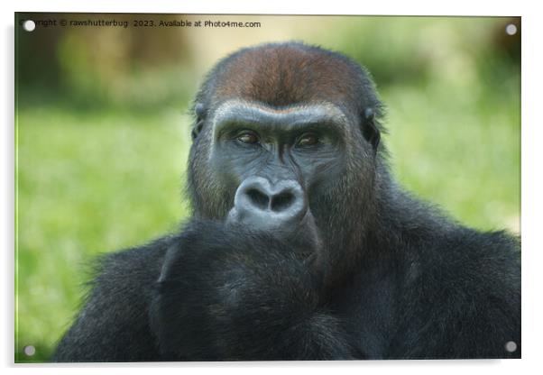 Adorable Thumb-Sucking Gorilla Seeks a Loving Home Acrylic by rawshutterbug 