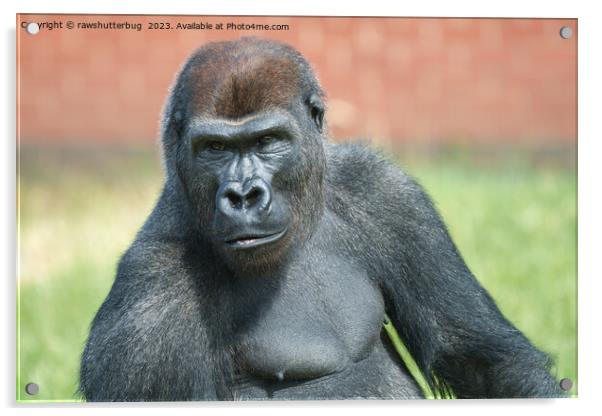 Blackback Gorilla Lope Portrait Acrylic by rawshutterbug 