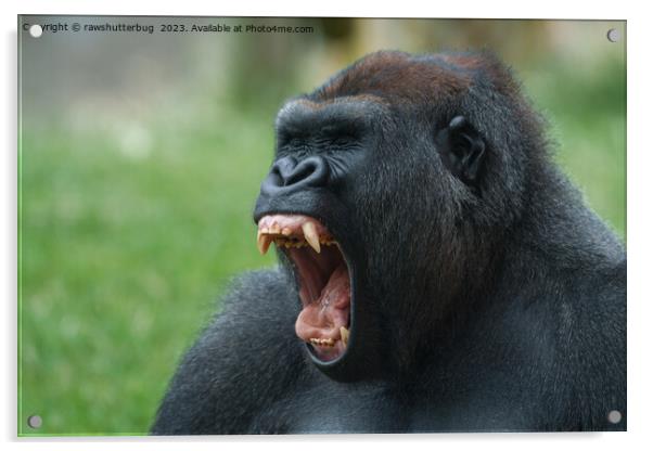 gorilla lope yawning Acrylic by rawshutterbug 