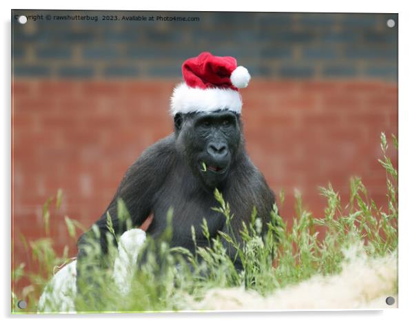 Gorilla Shufai At Christmas Acrylic by rawshutterbug 