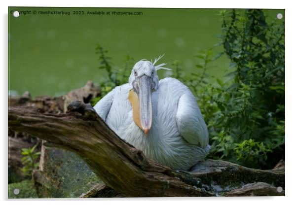 Pelican Serenity - A Captivating Gaze Acrylic by rawshutterbug 