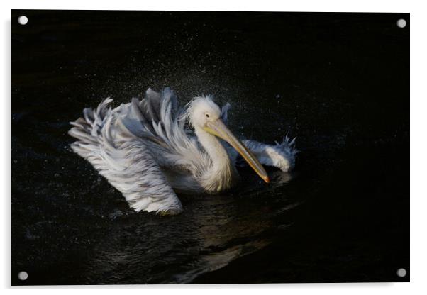 Pelican in Motion Acrylic by rawshutterbug 