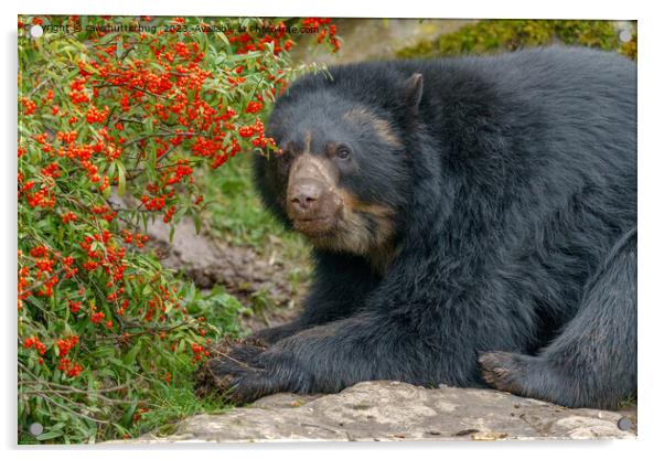Spectacled Bear Lounging by Red Berries Acrylic by rawshutterbug 