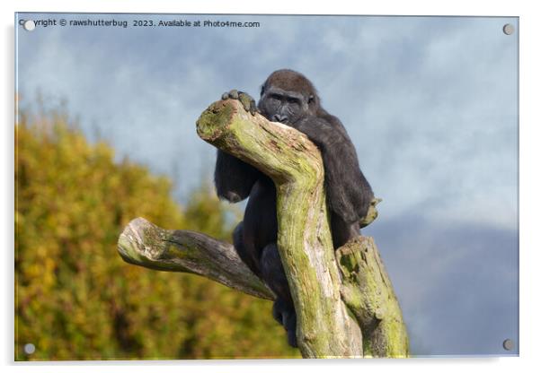 Gorilla Resting On A Tree Acrylic by rawshutterbug 