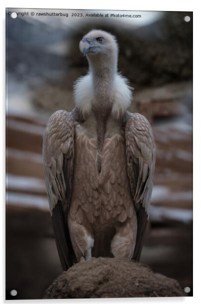 A Detailed Griffon Vulture Portrait Acrylic by rawshutterbug 