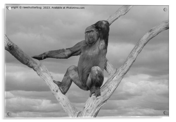 Gorilla Posing On A Tree Acrylic by rawshutterbug 