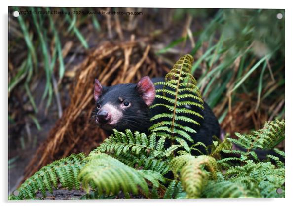 Tasmanian Devil Encounter Acrylic by rawshutterbug 