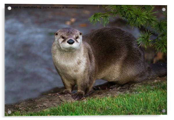 Adorable Otter on the Riverbank Acrylic by rawshutterbug 