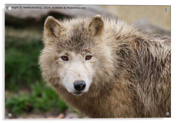 White Wolf Acrylic by rawshutterbug 