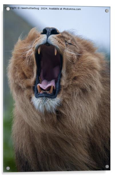 Yawning Lion A Close Encounter Acrylic by rawshutterbug 
