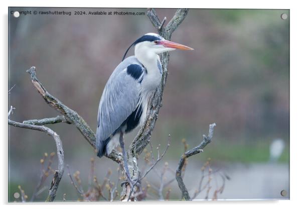 Solitary Watcher Grey Heron Acrylic by rawshutterbug 