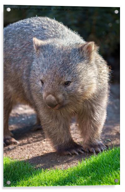 Adorable Wombat Acrylic by rawshutterbug 