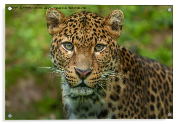 Jaguar's Intensity Acrylic by rawshutterbug 