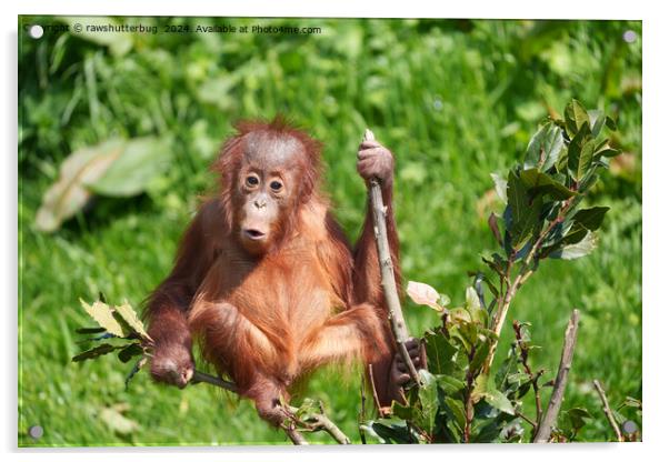 Orangutan Baby's Hoots Acrylic by rawshutterbug 