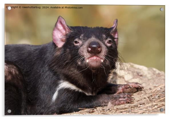 Untamed Spirit - Tasmanian Devil Acrylic by rawshutterbug 