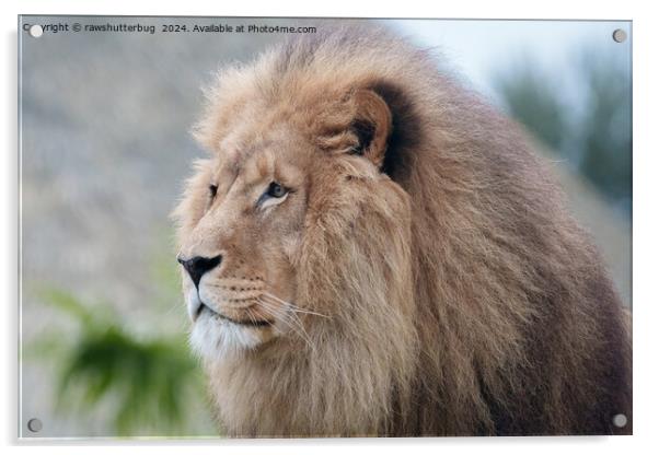Lion's Embrace Acrylic by rawshutterbug 