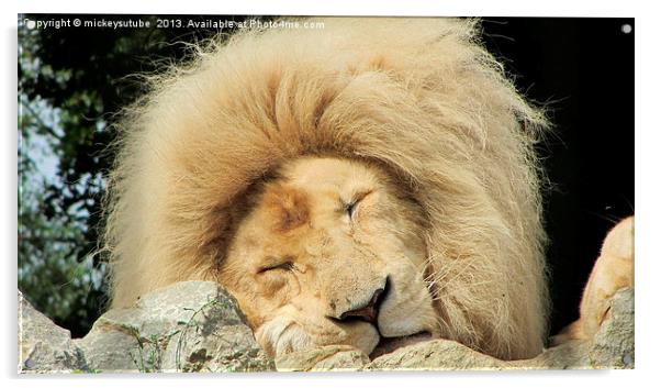 Sleepy White Lion Acrylic by rawshutterbug 