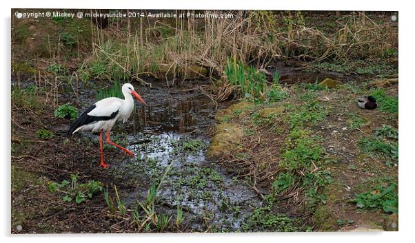 White Stork Acrylic by rawshutterbug 