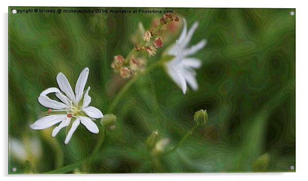 White Lawn Flower Acrylic by rawshutterbug 