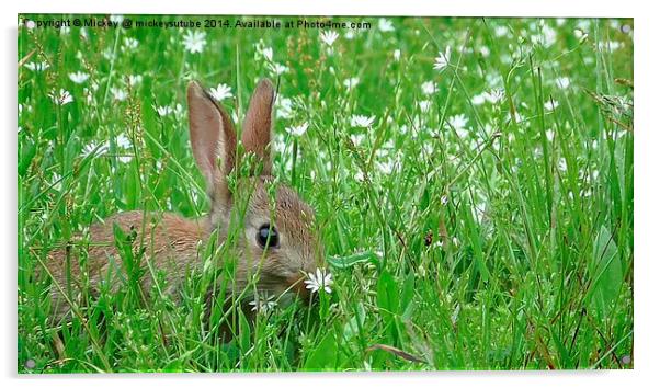 Baby Rabbit Hiding In The Grass Acrylic by rawshutterbug 
